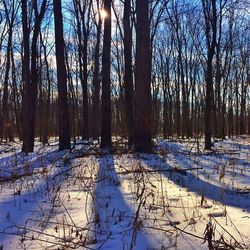 Snow covered trees in forest