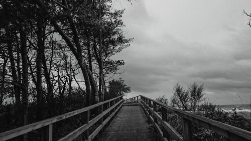 Road passing through bare trees