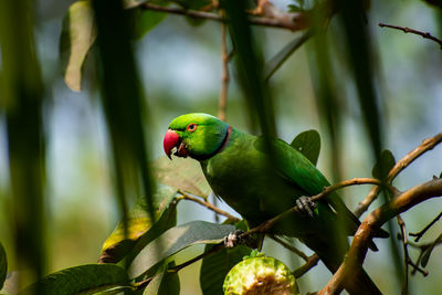 The rose-ringed parakeet,  is a medium-sized parrot in the genus psittacula,