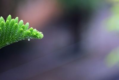 Close-up of plant