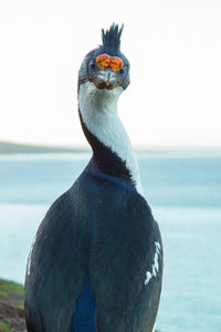 Close-up of bird perching on rock by sea