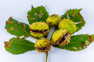 Close-up of fruit