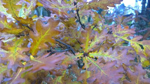 Full frame shot of leaves growing on branch