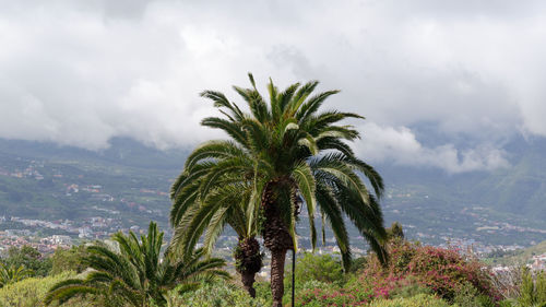 Palm trees against sky