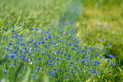 Close-up of fresh purple flowers in field