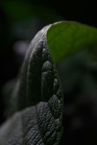 Close-up of fern