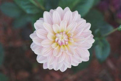 Close-up of pink flower blooming outdoors