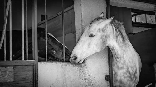 Horse in stable