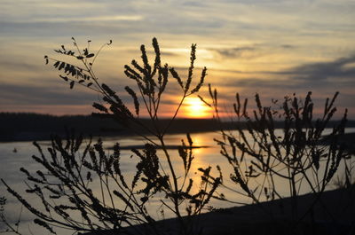 Close-up of silhouette plants by river against sky during sunset