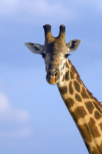 Low angle view of giraffe against sky
