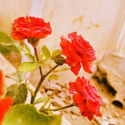 Close-up of red rose blooming in park
