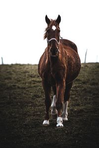 Horse standing on field