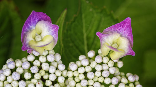 Close-up of flowers against blurred background