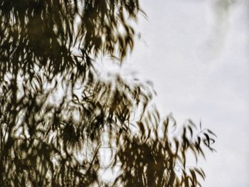 Low angle view of trees against sky