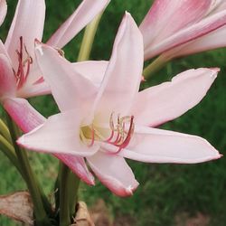 Close-up of pink day lily