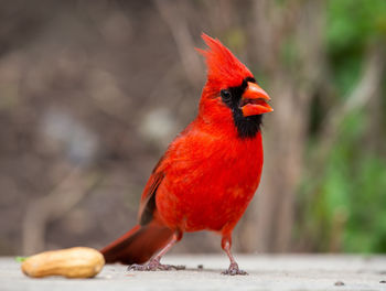 Close-up of bird perching