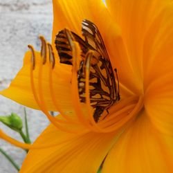 Close-up of yellow day lily blooming outdoors