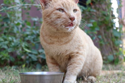 Close-up of a cat looking away