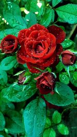 Close-up of red rose