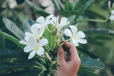 Close-up of hand holding white flower on tree