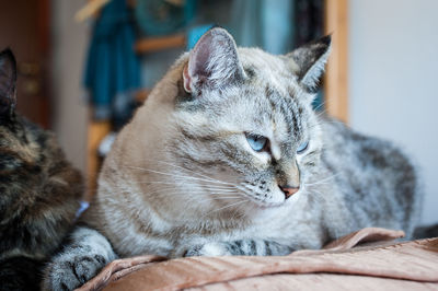 Close-up of cat sitting indoors