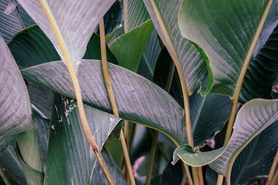 High angle view of plants in water