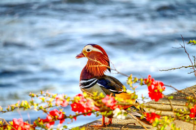 Butterfly perching on red flower