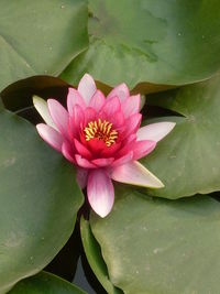 Close-up of lotus water lily