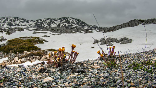 Scenic view of snowcapped mountains against sky