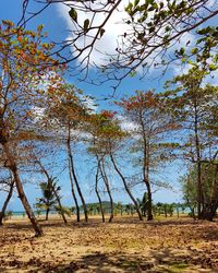 Low angle view of trees against clear sky