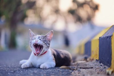 Close-up of a relaxed cat yawning