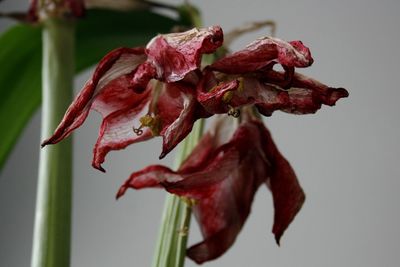 Close-up of wilted rose
