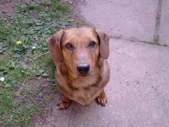 Portrait of dog on footpath