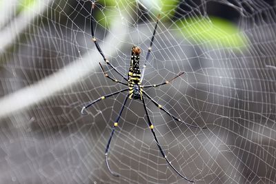 Close-up of spider on web