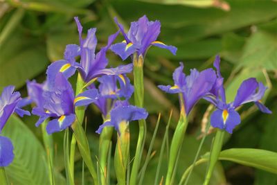 Close-up of purple flowers blooming in field