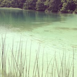 Reflection of trees in lake