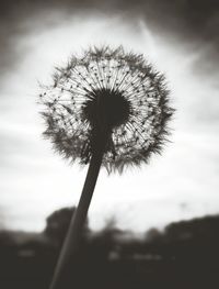 Close-up of silhouette flower against sky