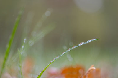 Close-up of water drops on plant