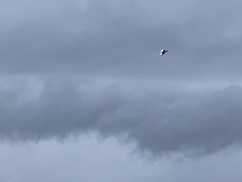 Low angle view of bird flying in sky