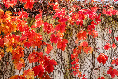 Close-up of red flowering plant during autumn