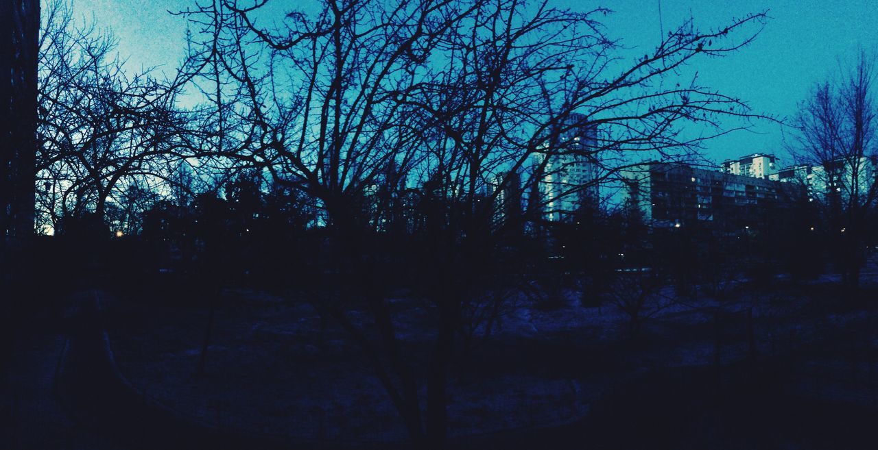 tree, sky, no people, nature, outdoors, growth, low angle view, beauty in nature, branch, day