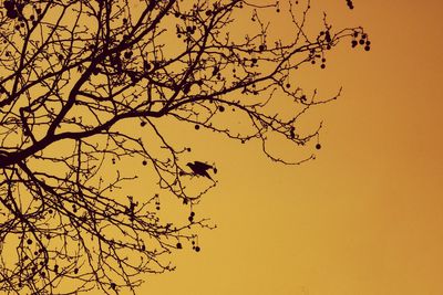 Low angle view of silhouette bare tree against clear sky