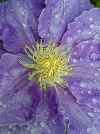 Close-up of purple flowers