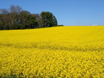 Scenic view of oilseed rape field against sky