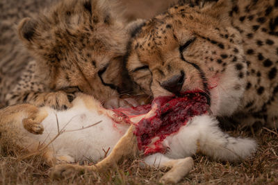 Cheetah hunting in forest