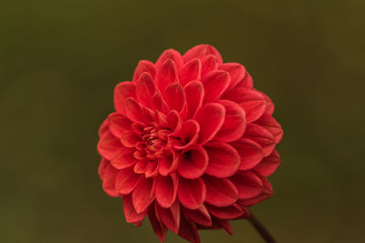Close-up of red dahlia flower