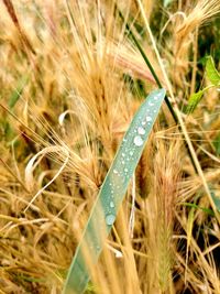 Close-up of lizard on grass