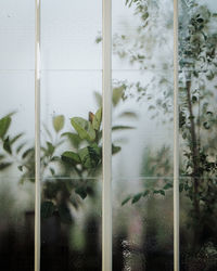 Full frame shot of flowering plants seen through glass window