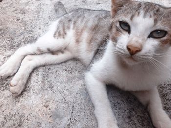 Close-up of a cat looking away