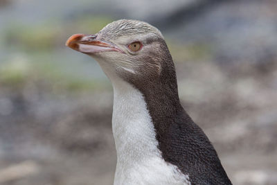 Close-up of penguin